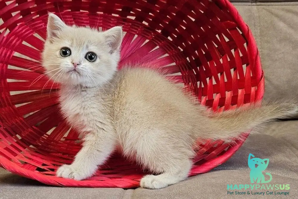 Olivia Scottish Straight female lilac golden shaded - live animals