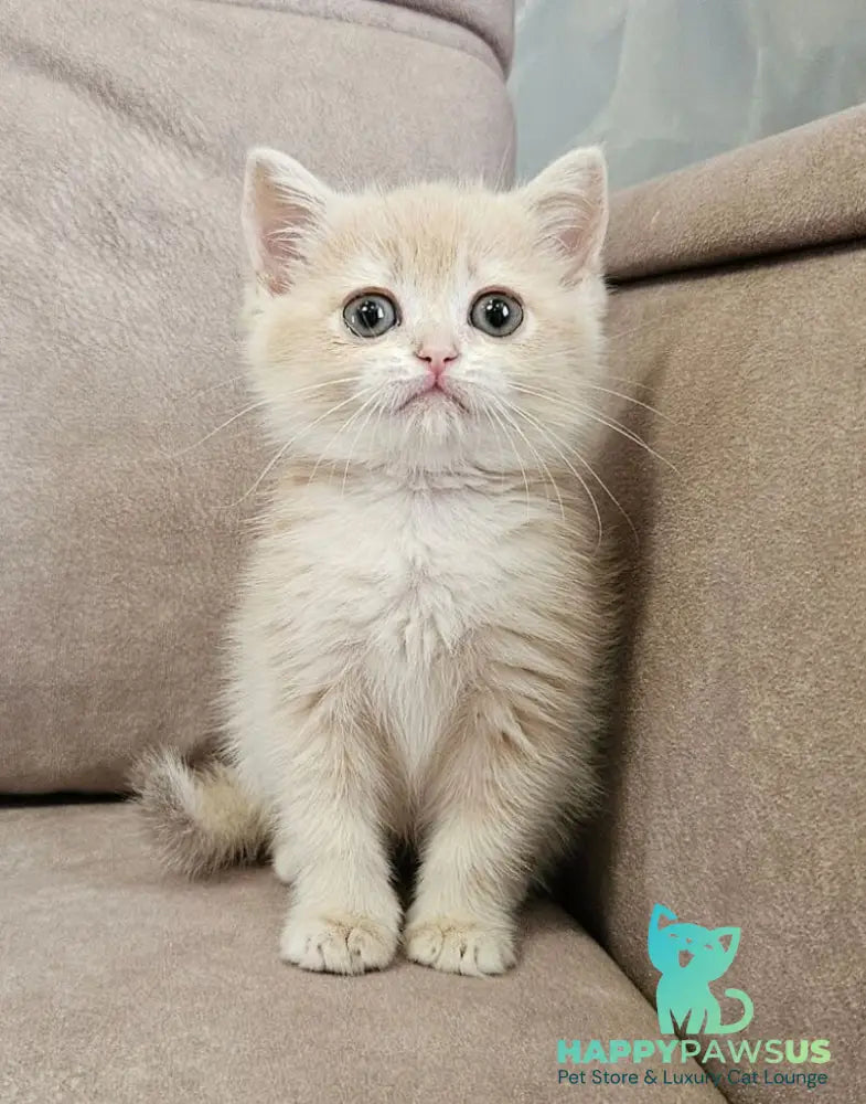 Olivia Scottish Straight female lilac golden shaded - live animals