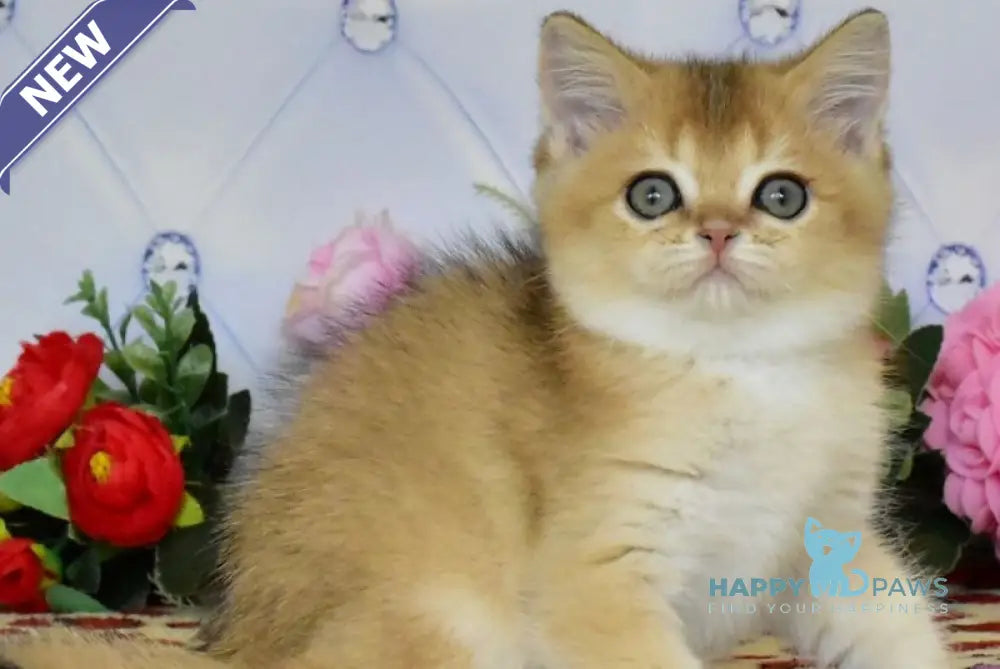 Oliviya British Shorthair female black golden ticked tabby live animals