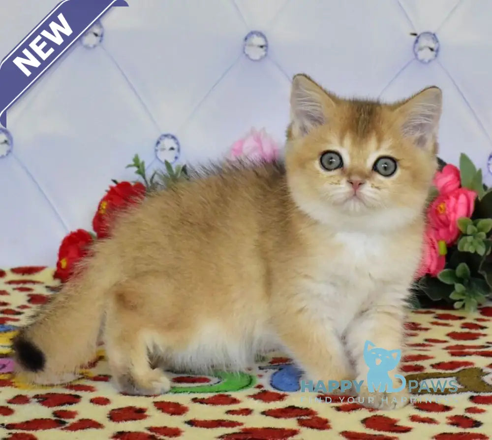 Oliviya British Shorthair female black golden ticked tabby live animals