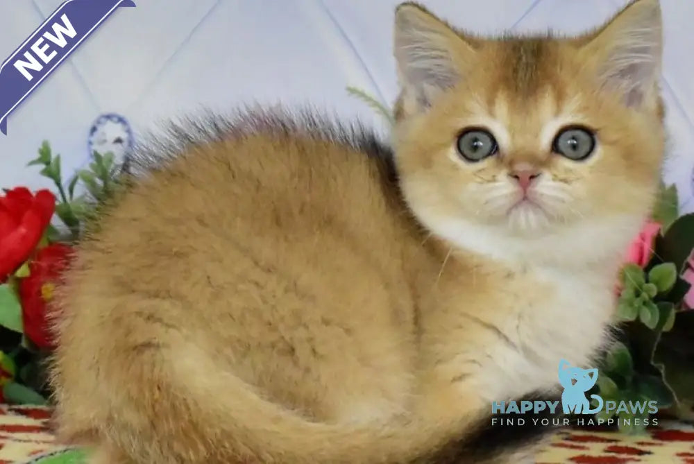 Oliviya British Shorthair female black golden ticked tabby live animals