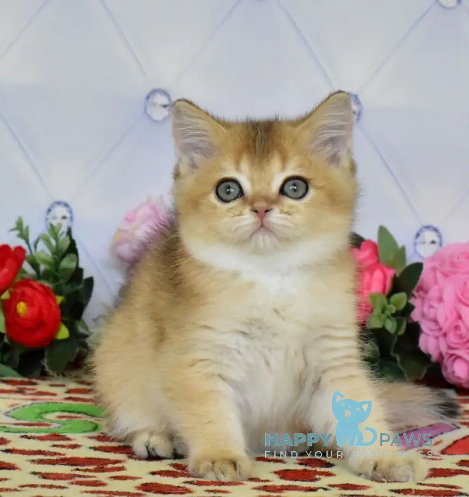 Oliviya British Shorthair female black golden ticked tabby live animals