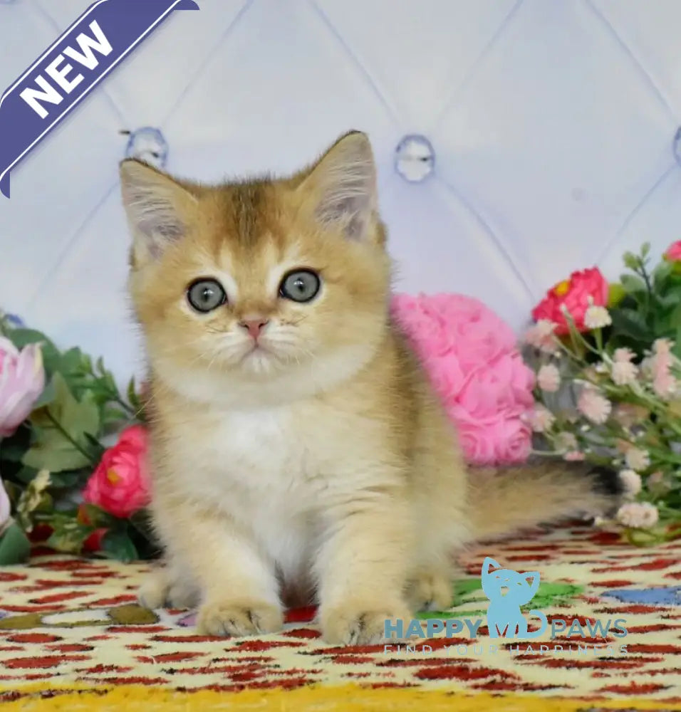 Oliviya British Shorthair female black golden ticked tabby live animals