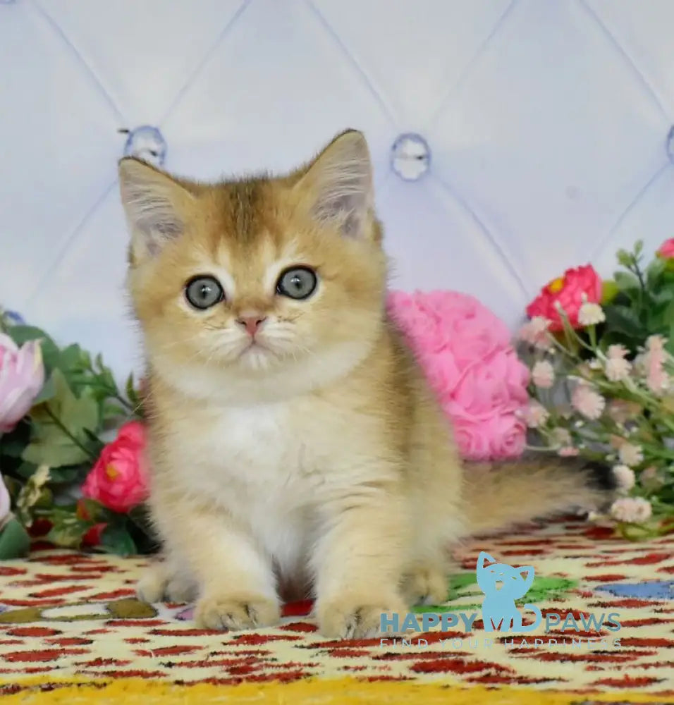 Oliviya British Shorthair female black golden ticked tabby live animals