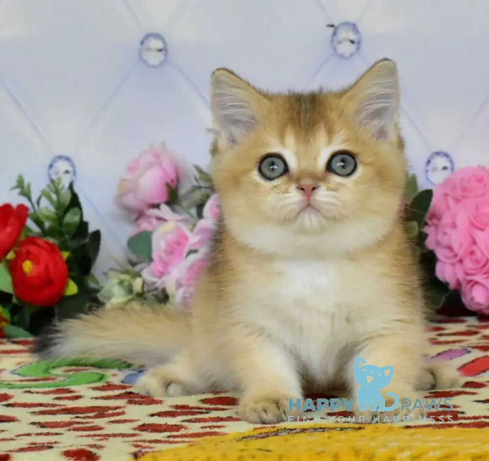 Oliviya British Shorthair female black golden ticked tabby live animals