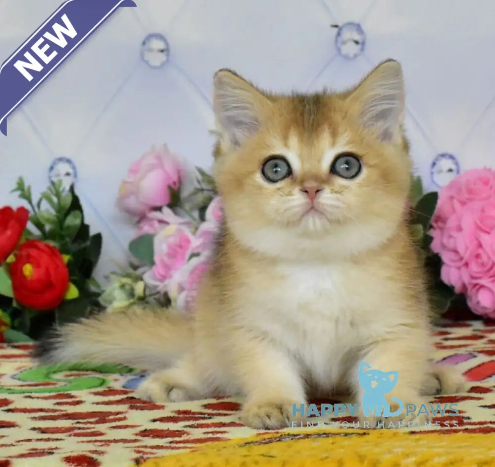 Oliviya British Shorthair female black golden ticked tabby live animals