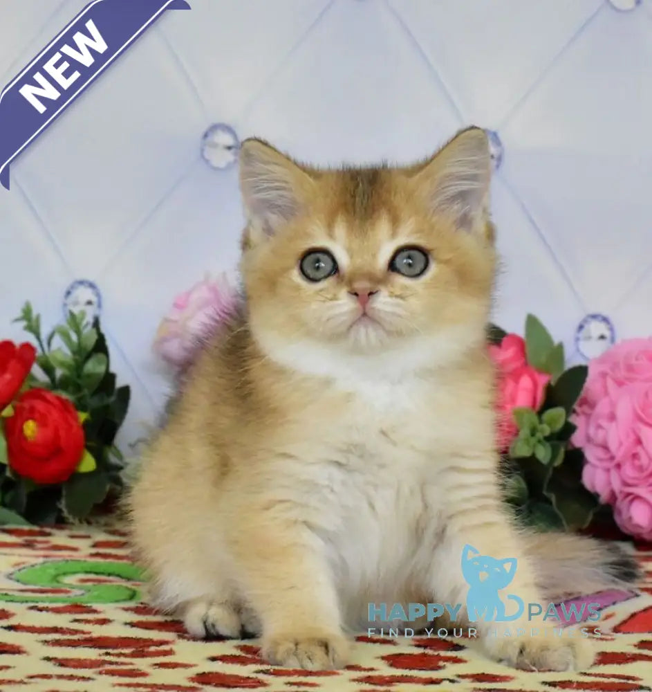 Oliviya British Shorthair female black golden ticked tabby live animals
