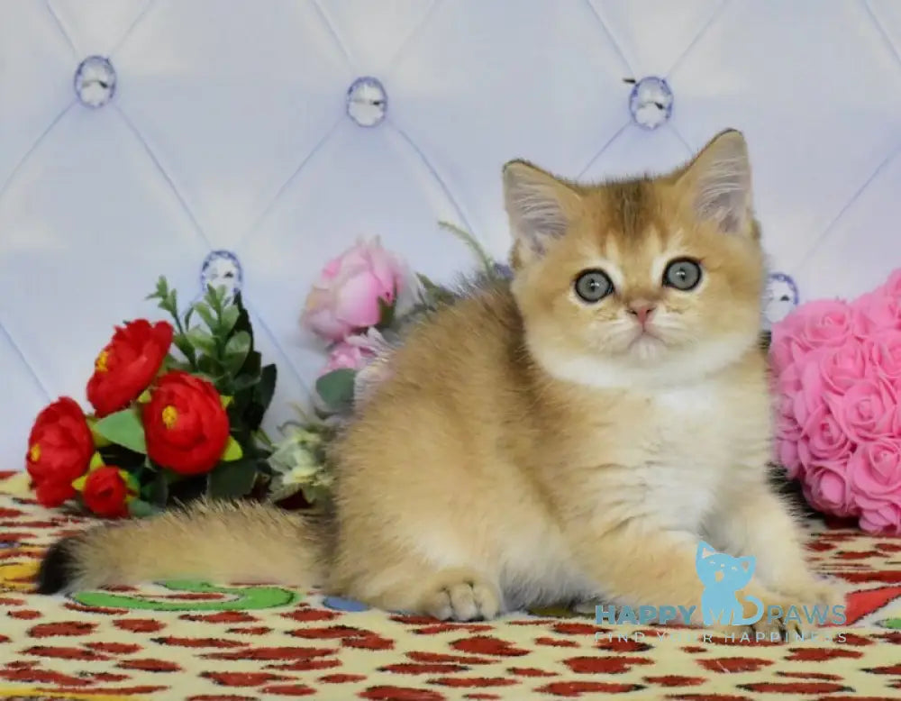 Oliviya British Shorthair female black golden ticked tabby live animals