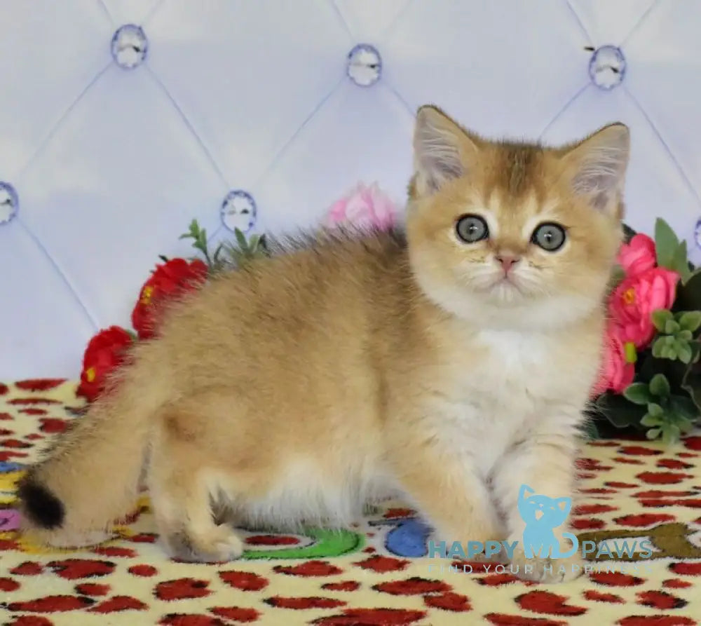 Oliviya British Shorthair female black golden ticked tabby live animals