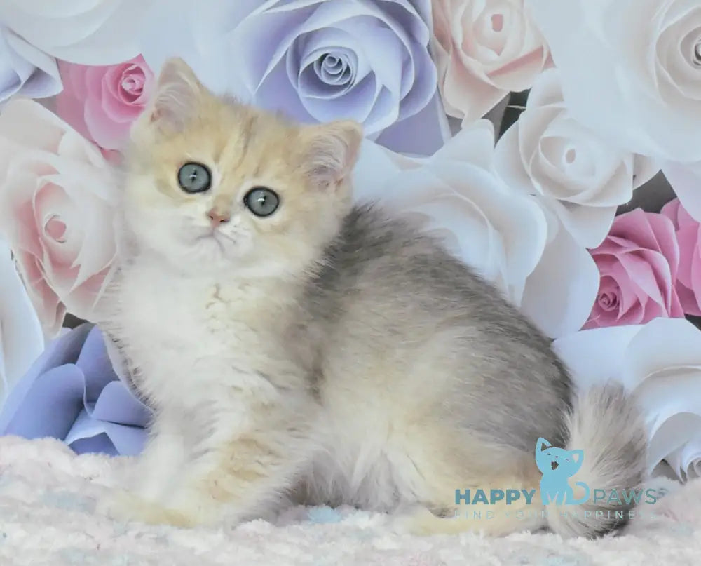 Oliviya British Shorthair female blue golden shaded live animals