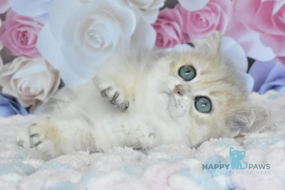 Oliviya British Shorthair female blue golden shaded live animals