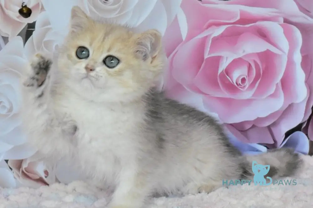 Oliviya British Shorthair female blue golden shaded live animals