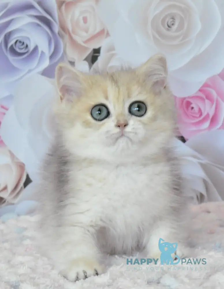 Oliviya British Shorthair female blue golden shaded live animals