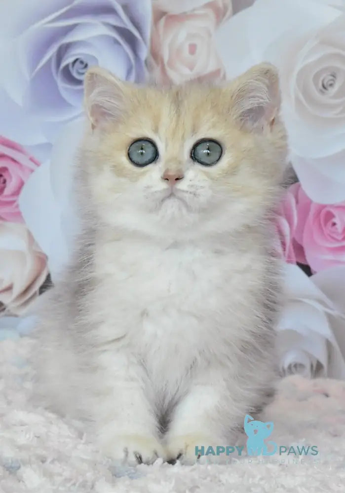 Oliviya British Shorthair female blue golden shaded live animals