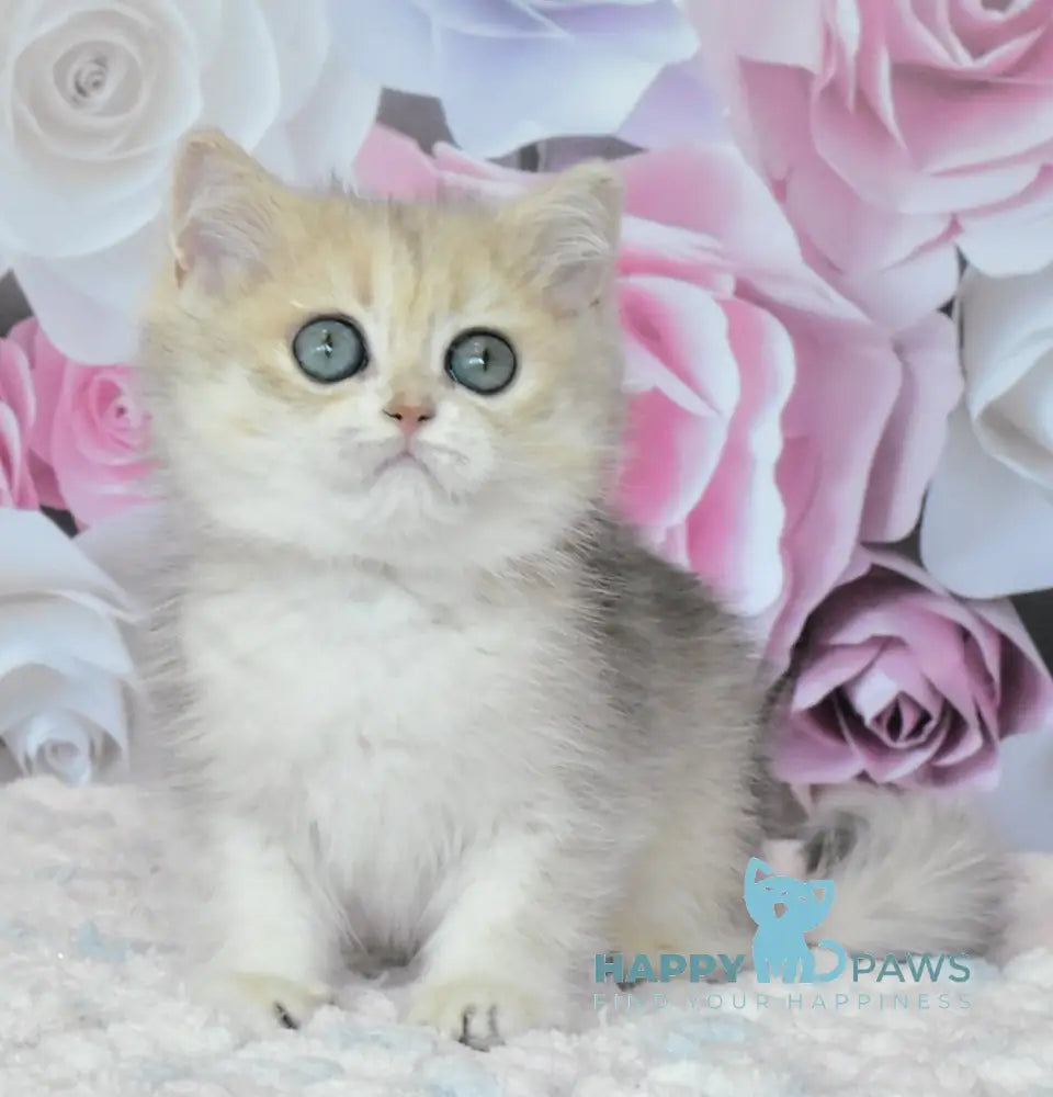 Oliviya British Shorthair female blue golden shaded live animals