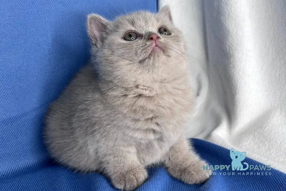 Oliviya British Shorthair female lilac live animals