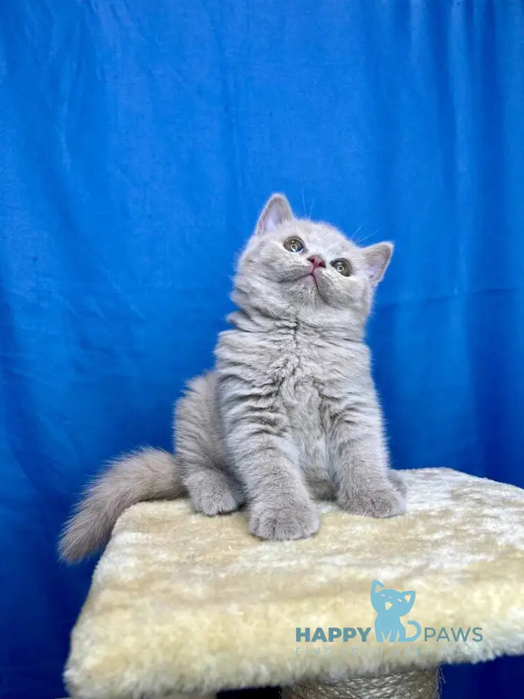 Oliviya British Shorthair female lilac live animals