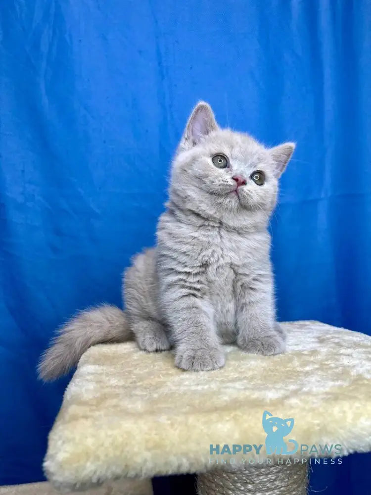 Oliviya British Shorthair female lilac live animals