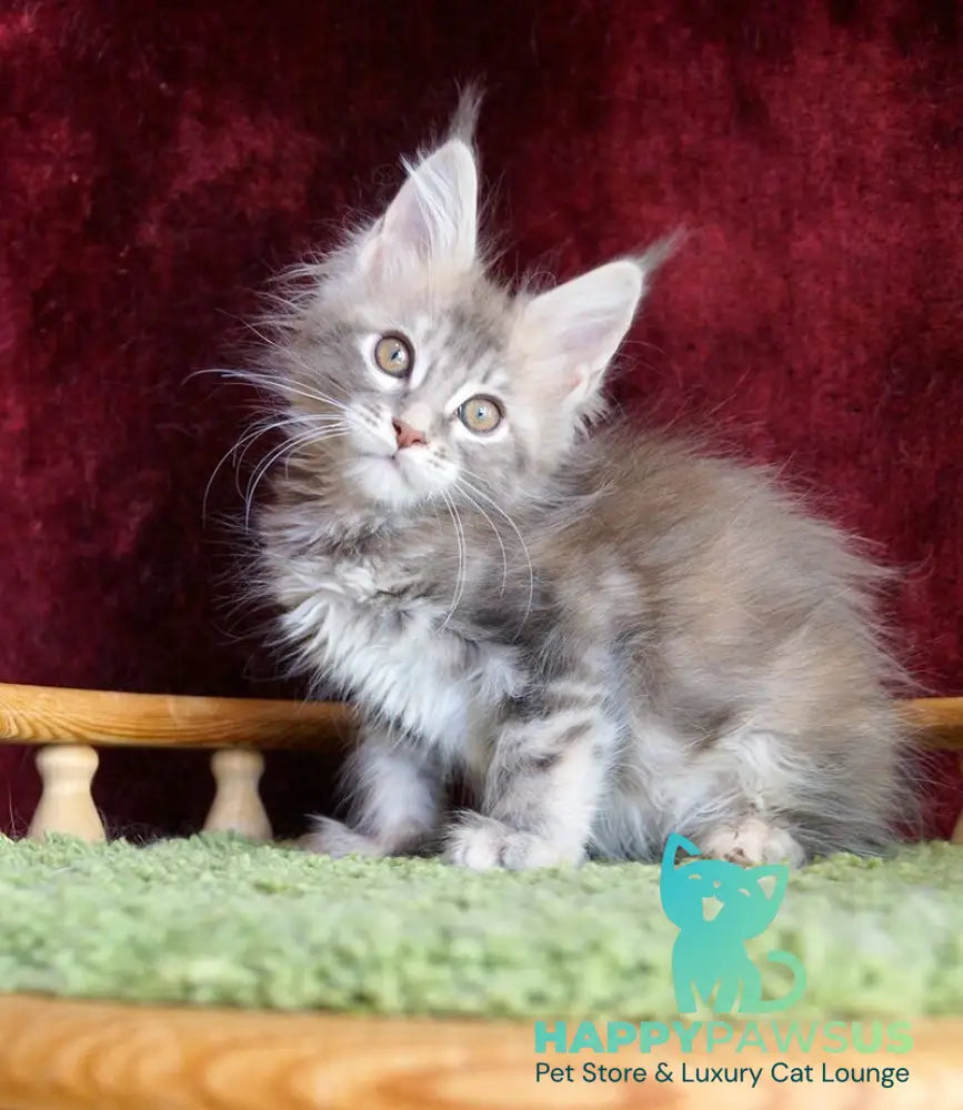 Oliviya Maine Coon female blue tortie silver tabby - live animals