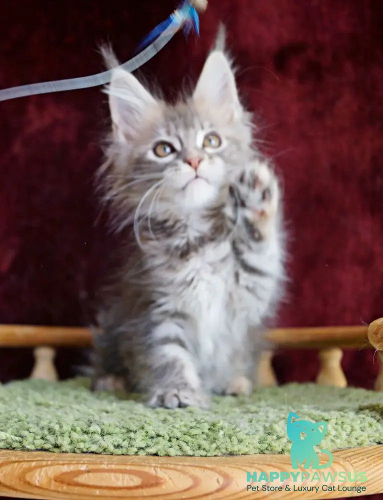Oliviya Maine Coon female blue tortie silver tabby - live animals