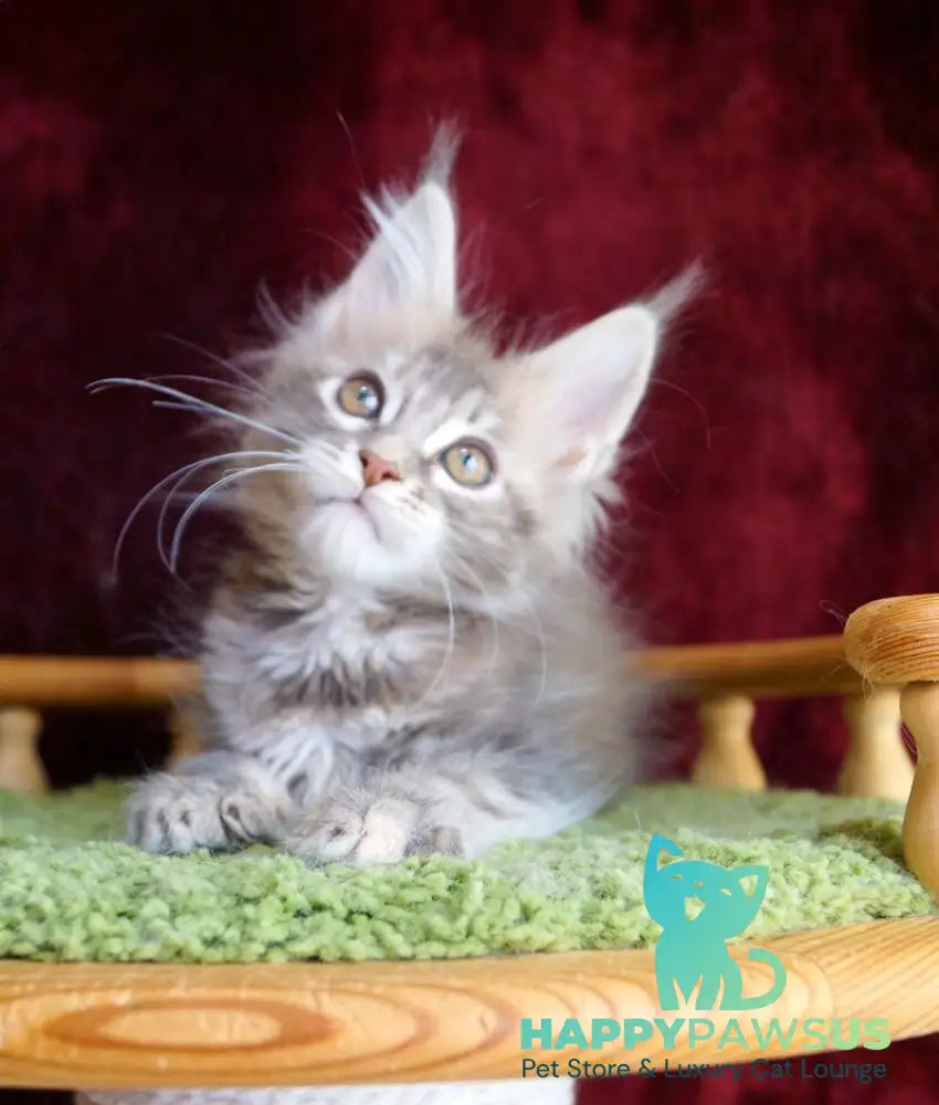 Oliviya Maine Coon female blue tortie silver tabby - live animals