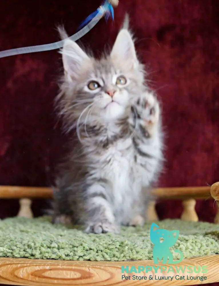 Oliviya Maine Coon female blue tortie silver tabby - live animals