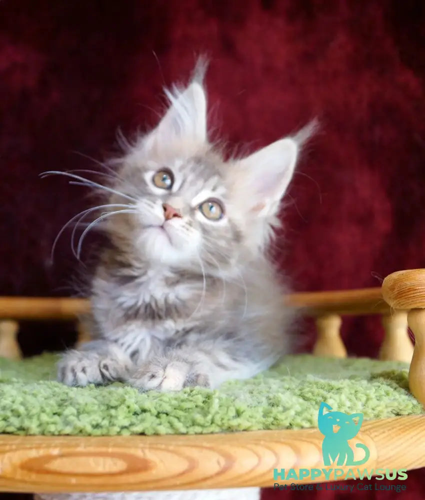 Oliviya Maine Coon female blue tortie silver tabby - live animals