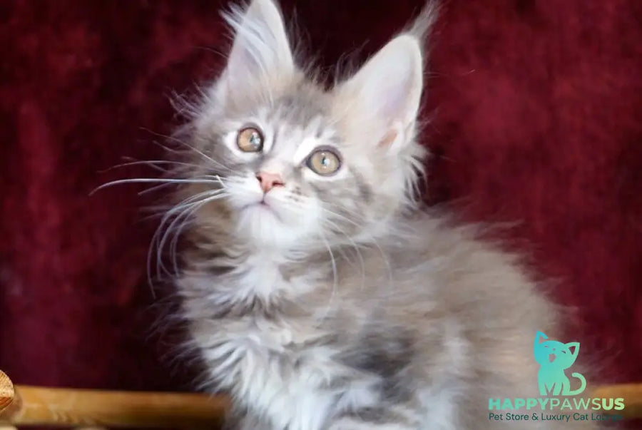 Oliviya Maine Coon female blue tortie silver tabby - live animals