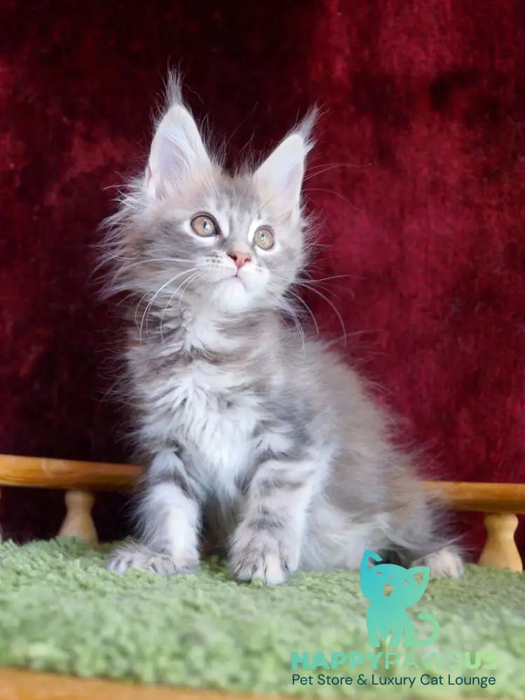 Oliviya Maine Coon female blue tortie silver tabby - live animals