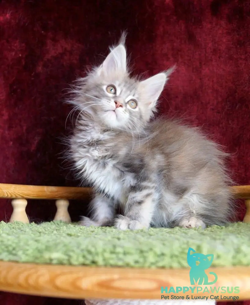 Oliviya Maine Coon female blue tortie silver tabby - live animals