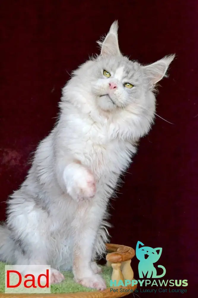 Oliviya Maine Coon female blue tortie silver tabby - live animals