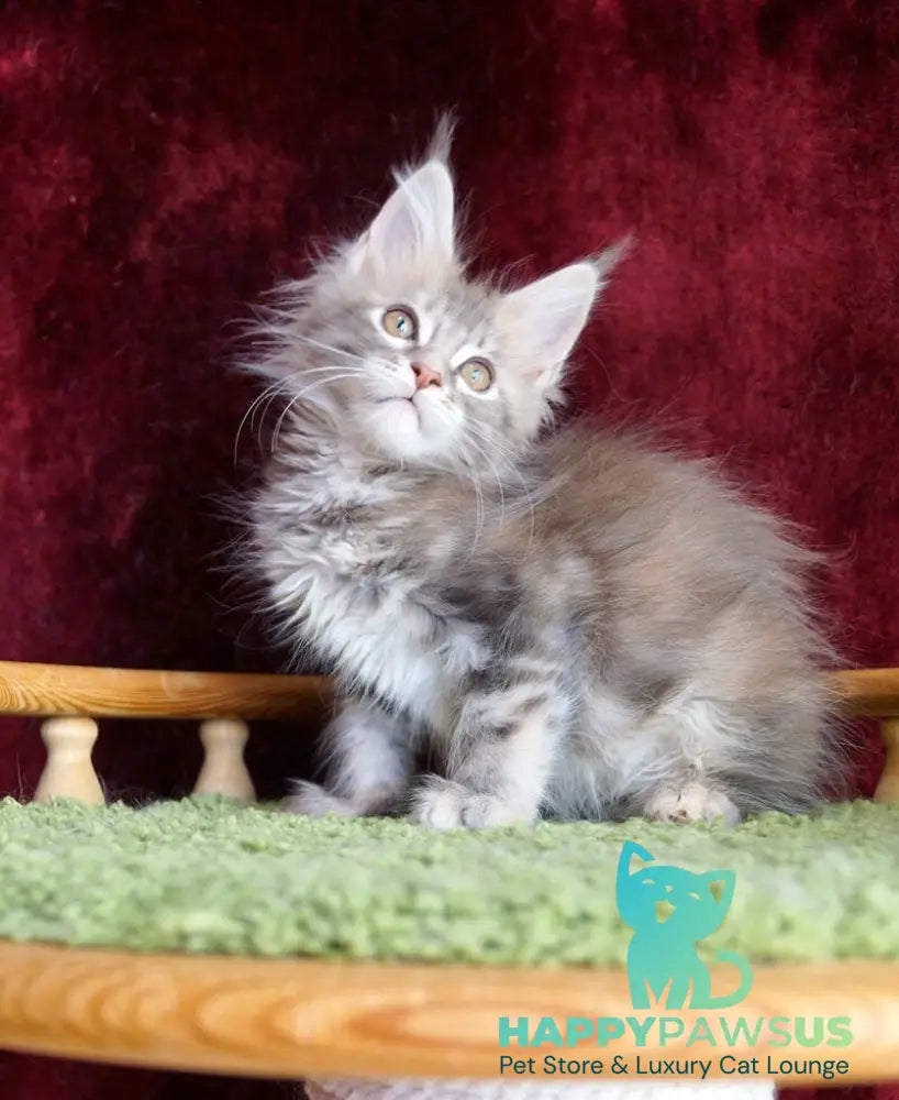 Oliviya Maine Coon female blue tortie silver tabby - live animals
