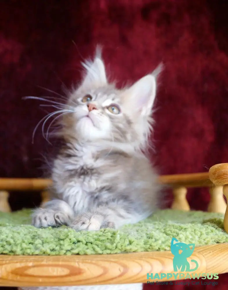 Oliviya Maine Coon female blue tortie silver tabby - live animals