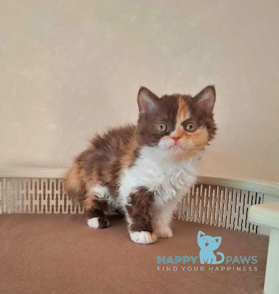 Oliviya Selkirk Rex female cinnamon tortie bicolour live animals