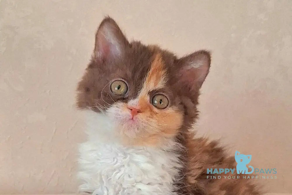 Oliviya Selkirk Rex female cinnamon tortie bicolour live animals