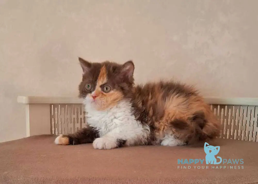 Oliviya Selkirk Rex female cinnamon tortie bicolour live animals