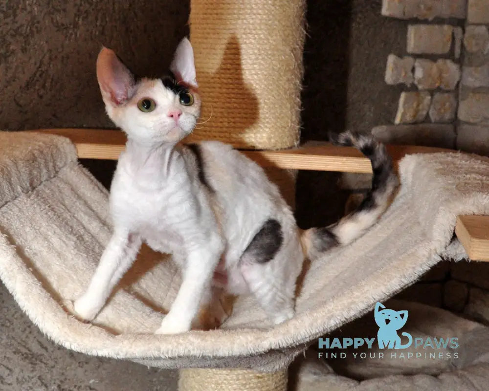 Olivka Devon Rex female black tortie bicolour live animals