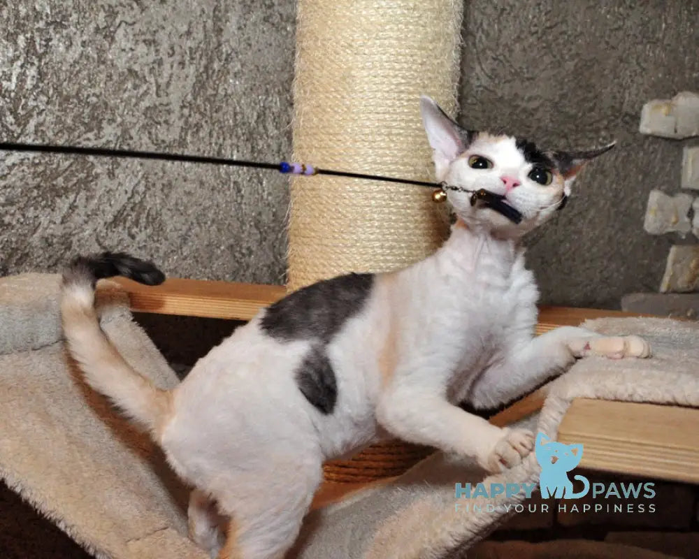Olivka Devon Rex female black tortie bicolour live animals