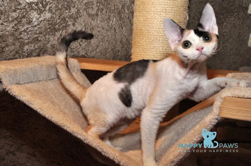 Olivka Devon Rex female black tortie bicolour live animals