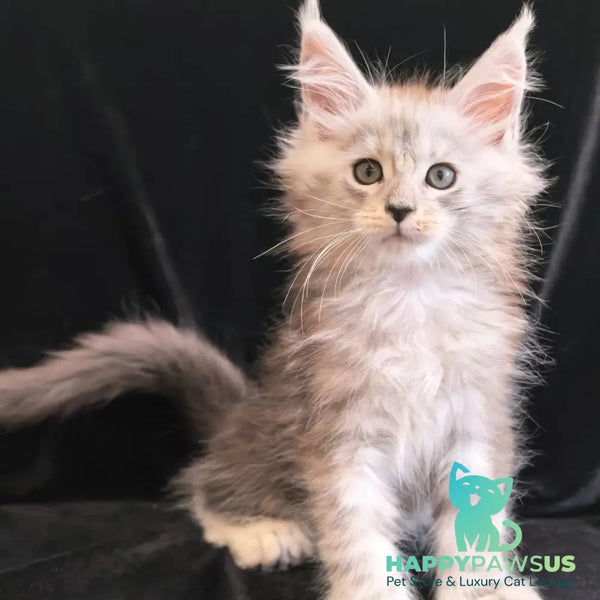 Olivka Maine Coon polydactyl 6x6x6x6 female black silver tabby - live animals