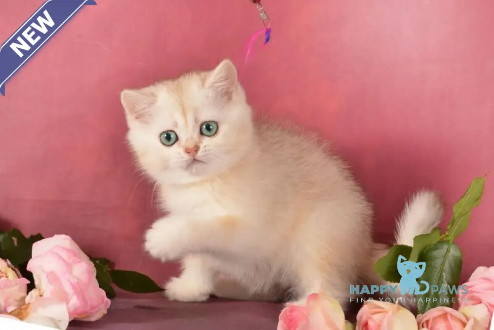 Olivka Scottish Straight female chocolate tortie silver shaded live animals