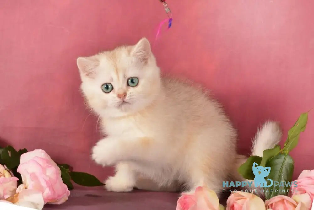 Olivka Scottish Straight female chocolate tortie silver shaded live animals