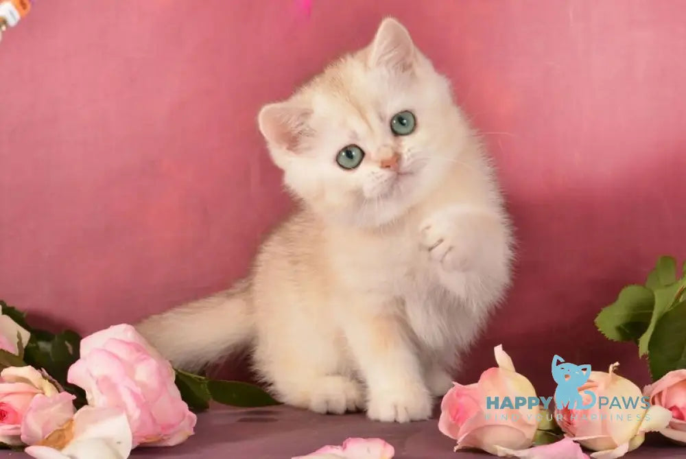 Olivka Scottish Straight female chocolate tortie silver shaded live animals