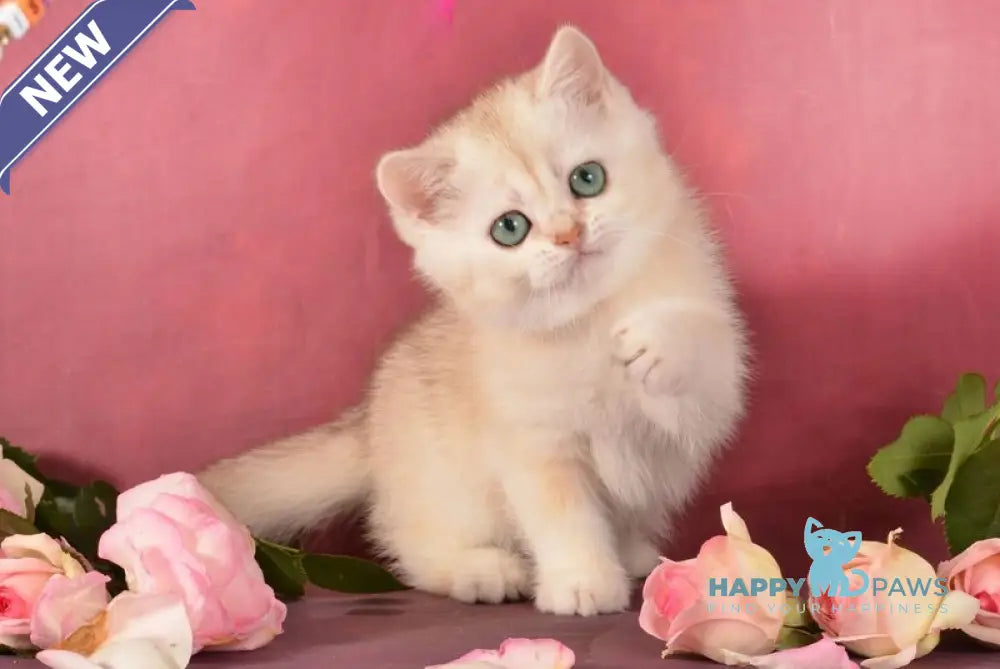Olivka Scottish Straight female chocolate tortie silver shaded live animals
