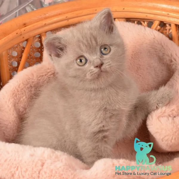 Olivka Scottish Straight female lilac - live animals