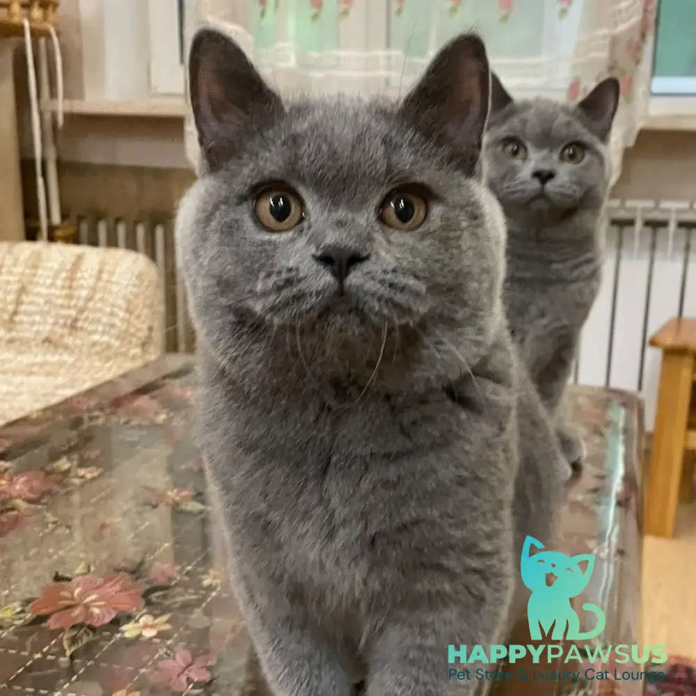 Olli British Shorthair female blue - live animals