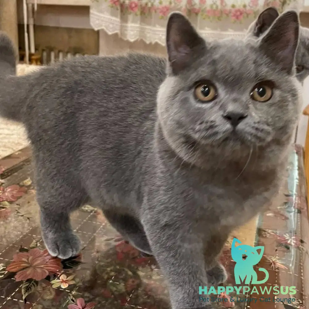 Olli British Shorthair female blue - live animals