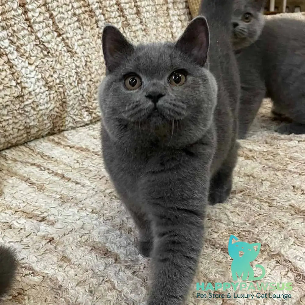 Olli British Shorthair female blue - live animals