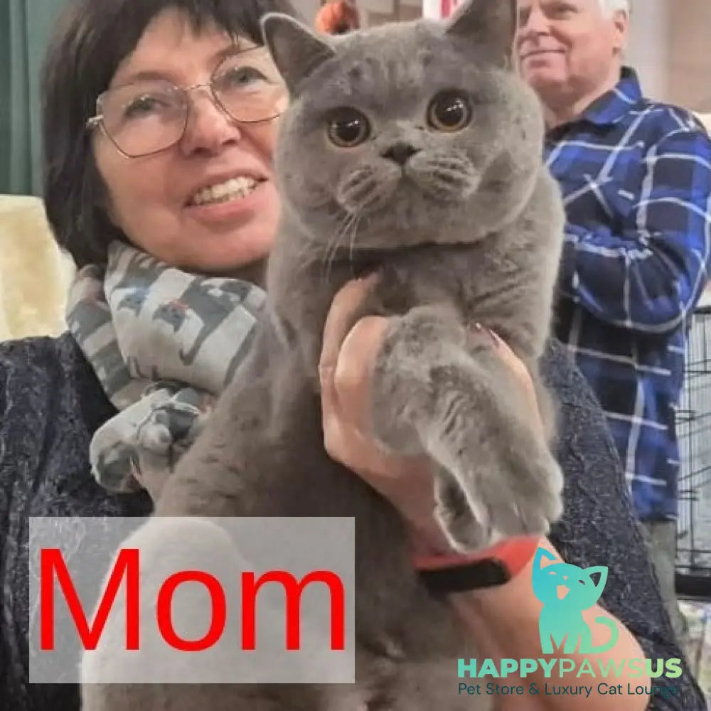 Olli British Shorthair female blue - live animals