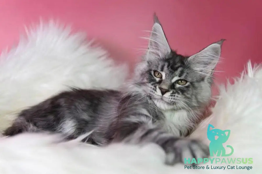 Olli Maine Coon female black silver tabby live animals
